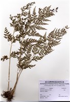 藏品(烏蕨)的圖片